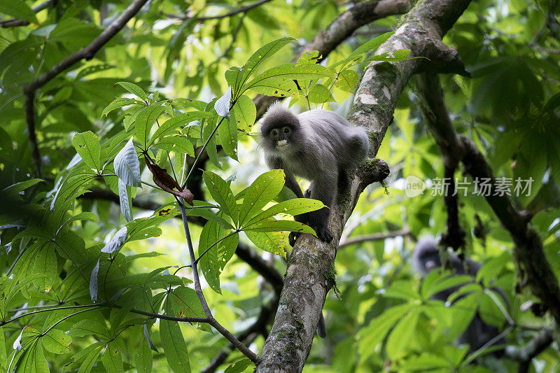 动物:成年黑叶猴(Trachypithecus obscurus)，又称眼镜叶猴，或眼镜叶猴。